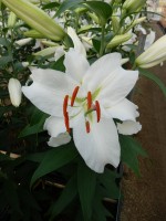 [5274 Siberia 2N No02.JPG]